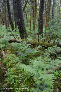 Rừng thông Fraser - CEGL006049 Rừng thông Fraser - CEGL006049