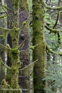 Rừng thông Fraser - CEGL006049 Rừng thông Fraser - CEGL006049