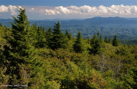 Rừng vân sam đỏ Appalachian phía Nam (Loại cây bụi rụng lá) – CEGL007131 Rừng vân sam đỏ Appalachian phía Nam (Loại cây bụi rụng lá) – CEGL007131