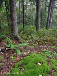 Rừng vân sam đỏ Appalachian phía Nam (Loại cây bụi rụng lá) – CEGL007131 Rừng vân sam đỏ Appalachian phía Nam (Loại cây bụi rụng lá) – CEGL007131