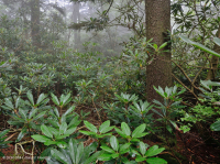 Southern Appalachian Red Spruce - Rừng gỗ cứng phía Bắc / Rừng đỗ quyên – CEGL004983 Southern Appalachian Red Spruce - Rừng gỗ cứng phía Bắc / Rừng đỗ quyên – CEGL004983