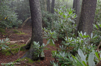 Southern Appalachian Red Spruce - Rừng gỗ cứng phía Bắc / Rừng đỗ quyên – CEGL004983 Southern Appalachian Red Spruce - Rừng gỗ cứng phía Bắc / Rừng đỗ quyên – CEGL004983