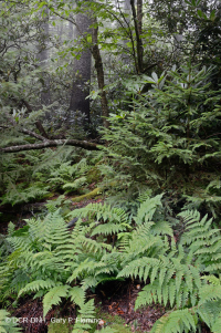 Southern Appalachian Red Spruce - Rừng gỗ cứng phía Bắc / Rừng đỗ quyên – CEGL004983 Southern Appalachian Red Spruce - Rừng gỗ cứng phía Bắc / Rừng đỗ quyên – CEGL004983