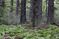 Rừng vân sam đỏ Appalachian phía Nam (Loại cây bụi rụng lá) – CEGL007131 Rừng vân sam đỏ Appalachian phía Nam (Loại cây bụi rụng lá) – CEGL007131