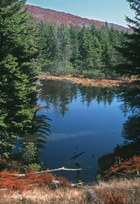 Rừng vân sam đỏ Appalachian Trung tâm – CEGL008501 Rừng vân sam đỏ Appalachian Trung tâm – CEGL008501