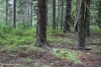 Rừng vân sam đỏ Appalachian Trung tâm – CEGL008501 Rừng vân sam đỏ Appalachian Trung tâm – CEGL008501