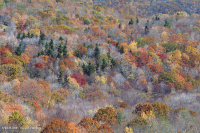 Rừng gỗ cứng phía Bắc Appalachian phía Nam – CEGL007285 Rừng gỗ cứng phía Bắc Appalachian phía Nam – CEGL007285