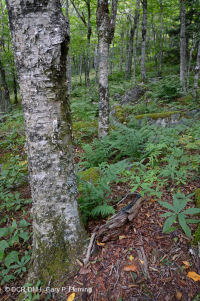 Rừng gỗ cứng phía Bắc Appalachian phía Nam – CEGL007285 Rừng gỗ cứng phía Bắc Appalachian phía Nam – CEGL007285