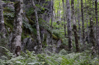 Rừng gỗ cứng phía Bắc Appalachian phía Nam – CEGL007285 Rừng gỗ cứng phía Bắc Appalachian phía Nam – CEGL007285