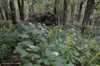 Rừng gỗ cứng phía Bắc Appalachian phía Nam – CEGL007285 Rừng gỗ cứng phía Bắc Appalachian phía Nam – CEGL007285