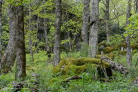 Rừng gỗ cứng phía Bắc Appalachian phía Nam – CEGL007285 Rừng gỗ cứng phía Bắc Appalachian phía Nam – CEGL007285