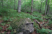 Rừng gỗ cứng phía Bắc Appalachian phía Nam – CEGL007285 Rừng gỗ cứng phía Bắc Appalachian phía Nam – CEGL007285