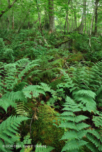 Rừng gỗ cứng phía Bắc Appalachian phía Nam – CEGL007285 Rừng gỗ cứng phía Bắc Appalachian phía Nam – CEGL007285