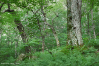 Rừng gỗ cứng phía Bắc Appalachian phía Nam – CEGL007285 Rừng gỗ cứng phía Bắc Appalachian phía Nam – CEGL007285