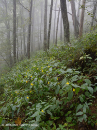 Rừng gỗ cứng phía Bắc núi Cumberland - CEGL004417 Rừng gỗ cứng phía Bắc núi Cumberland - CEGL004417