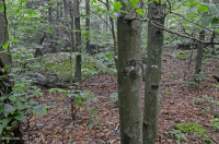 Sồi khô ẩm Đông Bắc - Rừng cây độc cần – CEGL006088 Sồi khô ẩm Đông Bắc - Rừng cây độc cần – CEGL006088