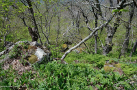 Rừng gỗ cứng phía Bắc Appalachian Trung tâm (Loại Bạch dương vàng - Sồi đỏ phía Bắc) – CEGL008502 Rừng gỗ cứng phía Bắc Appalachian Trung tâm (Loại Bạch dương vàng - Sồi đỏ phía Bắc) – CEGL008502