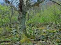 Rừng gỗ cứng phía Bắc Appalachian Trung tâm (Loại Bạch dương vàng - Sồi đỏ phía Bắc) – CEGL008502 Rừng gỗ cứng phía Bắc Appalachian Trung tâm (Loại Bạch dương vàng - Sồi đỏ phía Bắc) – CEGL008502