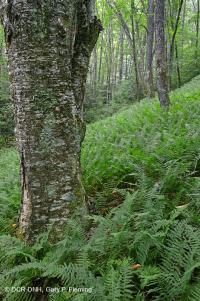 Rừng gỗ cứng phía Bắc Appalachian Trung tâm (Loại cây thích đường - cây sồi - cây anh đào đen) – CEGL006045 Rừng gỗ cứng phía Bắc Appalachian Trung tâm (Loại cây thích đường - cây sồi - cây anh đào đen) – CEGL006045