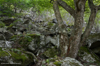 Rừng Boulderfield cao nguyên Trung Appalachian / Rừng cây – CEGL008504 Rừng Boulderfield cao nguyên Trung Appalachian / Rừng cây – CEGL008504