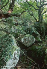 Rừng Boulderfield cao nguyên Trung Appalachian / Rừng cây – CEGL008504 Rừng Boulderfield cao nguyên Trung Appalachian / Rừng cây – CEGL008504