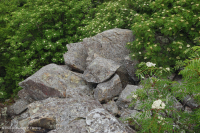 Rừng Boulderfield cao nguyên Trung Appalachian / Rừng cây – CEGL008504 Rừng Boulderfield cao nguyên Trung Appalachian / Rừng cây – CEGL008504