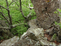 Rừng Boulderfield cao nguyên Trung Appalachian / Rừng cây – CEGL008504 Rừng Boulderfield cao nguyên Trung Appalachian / Rừng cây – CEGL008504