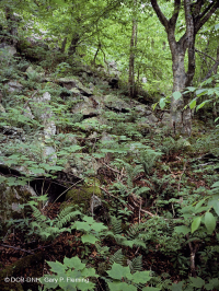 Rừng Boulderfield cao nguyên Trung Appalachian / Rừng cây – CEGL008504 Rừng Boulderfield cao nguyên Trung Appalachian / Rừng cây – CEGL008504