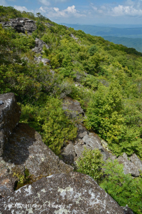 Rừng Boulderfield cao nguyên Trung Appalachian / Rừng cây – CEGL008504 Rừng Boulderfield cao nguyên Trung Appalachian / Rừng cây – CEGL008504