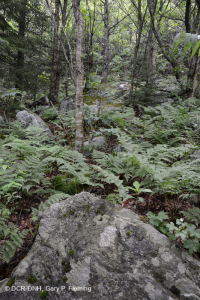Rừng Boulderfield cao nguyên Nam Appalachian / Rừng cây - CEGL006124 Rừng Boulderfield cao nguyên Nam Appalachian / Rừng cây - CEGL006124