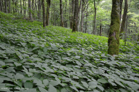 Rừng Rich Cove ở độ cao lớn phía Nam Appalachian – CEGL004973 Rừng Rich Cove ở độ cao lớn phía Nam Appalachian – CEGL004973