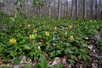 Rừng Rich Cove ở độ cao lớn phía Nam Appalachian – CEGL004973 Rừng Rich Cove ở độ cao lớn phía Nam Appalachian – CEGL004973