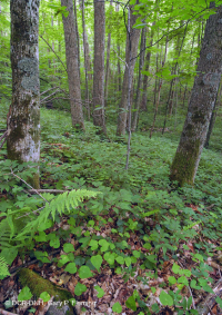 Rừng Rich Cove ở độ cao lớn phía Nam Appalachian – CEGL004973 Rừng Rich Cove ở độ cao lớn phía Nam Appalachian – CEGL004973