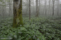 Rừng Rich Cove ở độ cao lớn của Nam Appalachian - CEGL004973 Rừng Rich Cove ở độ cao lớn của Nam Appalachian - CEGL004973