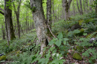 Rừng Rich Cove ở độ cao lớn của Nam Appalachian - CEGL004973 Rừng Rich Cove ở độ cao lớn của Nam Appalachian - CEGL004973