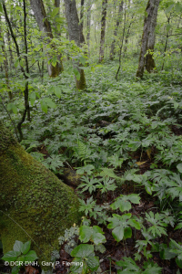 Rừng Rich Cove ở độ cao lớn phía Nam Appalachian – CEGL004973 Rừng Rich Cove ở độ cao lớn phía Nam Appalachian – CEGL004973