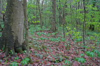 Rừng Rich Cove ở độ cao lớn phía Nam Appalachian – CEGL004973 Rừng Rich Cove ở độ cao lớn phía Nam Appalachian – CEGL004973