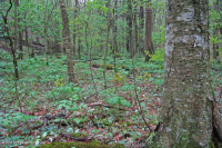 Rừng Rich Cove ở độ cao lớn phía Nam Appalachian – CEGL004973 Rừng Rich Cove ở độ cao lớn phía Nam Appalachian – CEGL004973