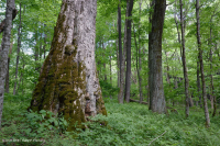 Rừng Rich Cove ở độ cao lớn phía Nam Appalachian – CEGL004973 Rừng Rich Cove ở độ cao lớn phía Nam Appalachian – CEGL004973