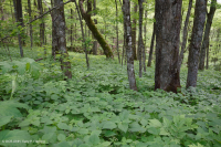 Rừng Rich Cove ở độ cao lớn phía Nam Appalachian – CEGL004973 Rừng Rich Cove ở độ cao lớn phía Nam Appalachian – CEGL004973