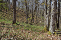 Rừng Northern Appalachian Rich Cove - CEGL006637 Rừng Northern Appalachian Rich Cove - CEGL006637