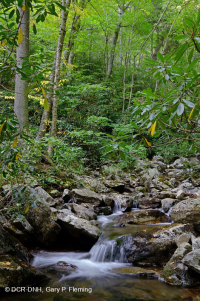 Rừng Acidic Cove ở độ cao lớn – CEGL007861 Rừng Acidic Cove ở độ cao lớn – CEGL007861