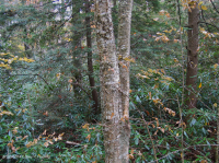 Rừng Acidic Cove ở độ cao lớn – CEGL007861 Rừng Acidic Cove ở độ cao lớn – CEGL007861