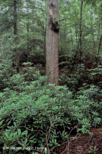 Rừng Acidic Cove ở độ cao lớn - CEGL007861 Rừng Acidic Cove ở độ cao lớn - CEGL007861