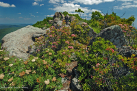 Heath Cao nguyên Trung Appalachian Barren / Vỉa hè – CEGL003939 Heath Cao nguyên Trung Appalachian Barren / Vỉa hè – CEGL003939