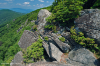 Heath Cao nguyên Trung Appalachian Barren / Vỉa hè – CEGL003939 Heath Cao nguyên Trung Appalachian Barren / Vỉa hè – CEGL003939