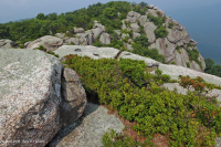 Heath Cao nguyên Trung Appalachian Barren / Vỉa hè – CEGL003939 Heath Cao nguyên Trung Appalachian Barren / Vỉa hè – CEGL003939