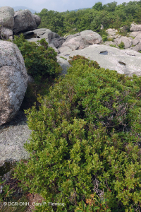 Heath Cao nguyên Trung Appalachian Barren / Vỉa hè – CEGL003939 Heath Cao nguyên Trung Appalachian Barren / Vỉa hè – CEGL003939