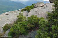 Heath Cao nguyên Trung Appalachian Barren / Vỉa hè – CEGL003939 Heath Cao nguyên Trung Appalachian Barren / Vỉa hè – CEGL003939