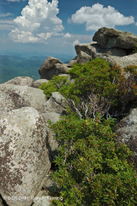 Heath Cao nguyên Trung Appalachian Barren / Vỉa hè – CEGL003939 Heath Cao nguyên Trung Appalachian Barren / Vỉa hè – CEGL003939